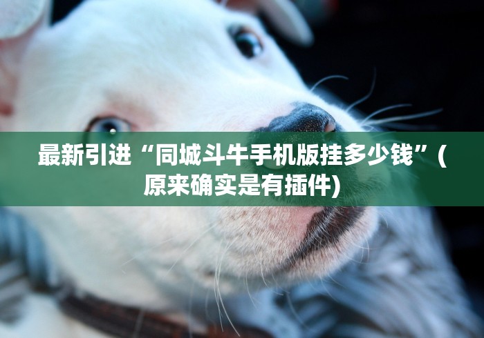 最新引进“同城斗牛手机版挂多少钱”(原来确实是有插件)